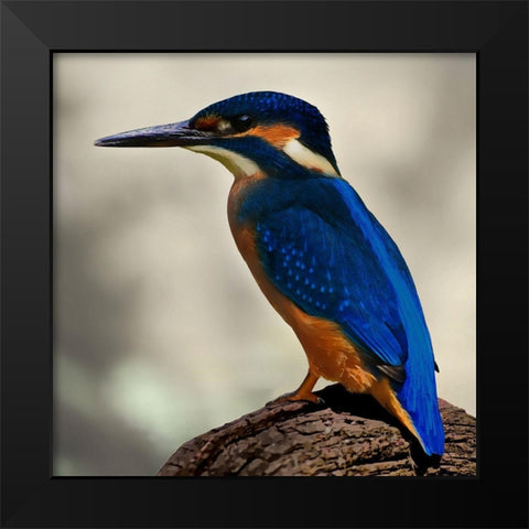 Perching Fellow Black Modern Wood Framed Art Print by Prime, Marcus
