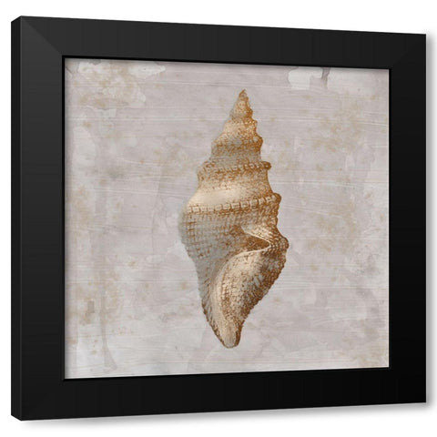 Aged Sea Shells 2 Black Modern Wood Framed Art Print by Prime, Marcus