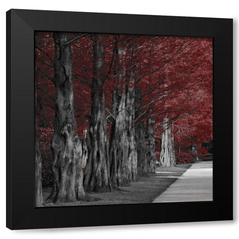 Crimson Forest 1 Black Modern Wood Framed Art Print by Prime, Marcus