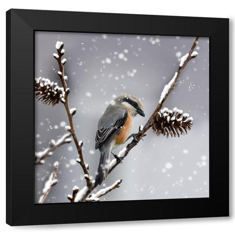 Snow Bird Black Modern Wood Framed Art Print with Double Matting by Prime, Marcus