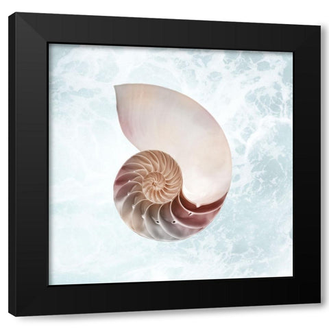 Sunshine Infused Shell 4 Black Modern Wood Framed Art Print by Prime, Marcus