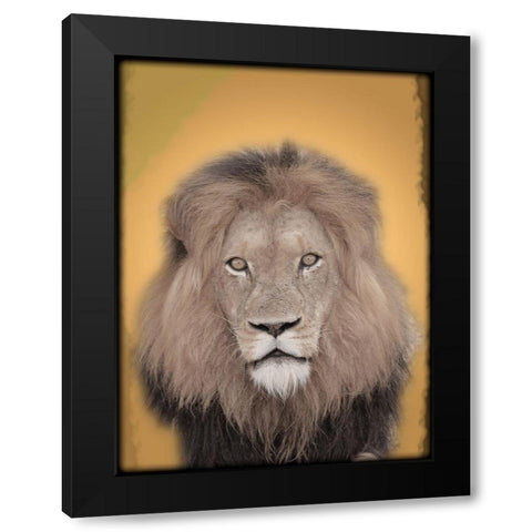 Lion In Thought 2 Black Modern Wood Framed Art Print by Prime, Marcus