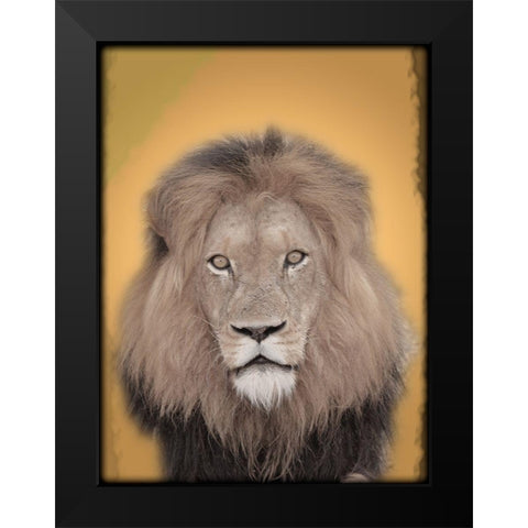 Lion In Thought 2 Black Modern Wood Framed Art Print by Prime, Marcus