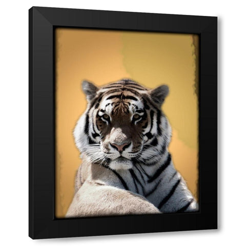 Tiger In Thought 2 Black Modern Wood Framed Art Print by Prime, Marcus