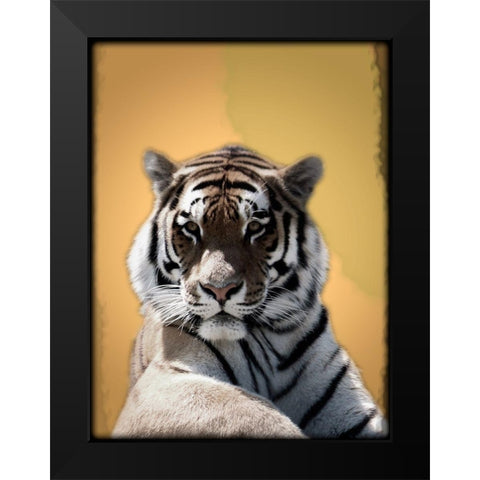 Tiger In Thought 2 Black Modern Wood Framed Art Print by Prime, Marcus
