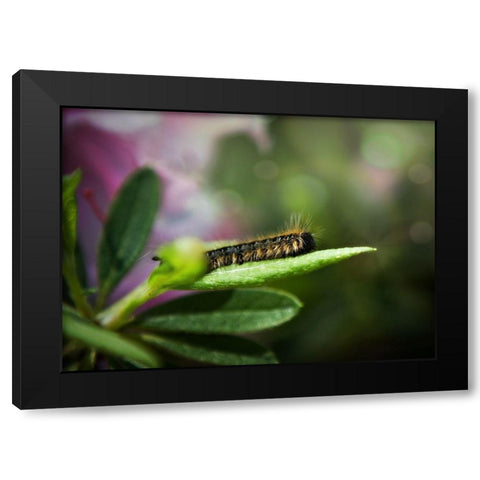 Caterpillar Black Modern Wood Framed Art Print with Double Matting by Reed, Michele