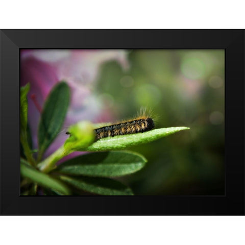 Caterpillar Black Modern Wood Framed Art Print by Reed, Michele