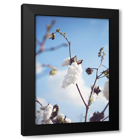 Cotton Fields Black Modern Wood Framed Art Print with Double Matting by Reed, Michele