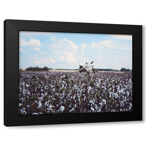Heavy Cotton Field Black Modern Wood Framed Art Print by Reed, Michele