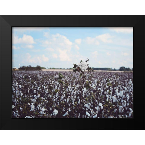 Heavy Cotton Field Black Modern Wood Framed Art Print by Reed, Michele