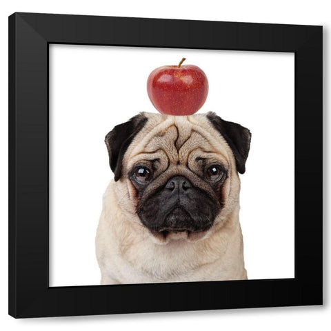 Apple Black Modern Wood Framed Art Print by Reed, Michele