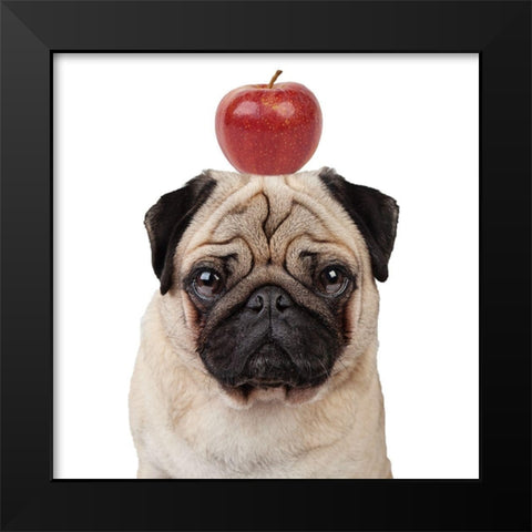 Apple Black Modern Wood Framed Art Print by Reed, Michele