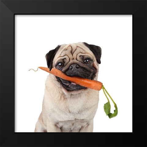 Carrot Black Modern Wood Framed Art Print by Reed, Michele