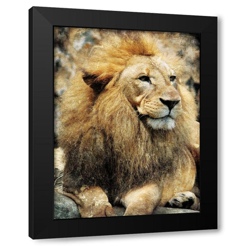 Lions Look Black Modern Wood Framed Art Print by Villa, Mlli