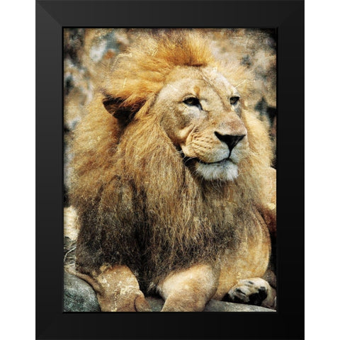 Lions Look Black Modern Wood Framed Art Print by Villa, Mlli