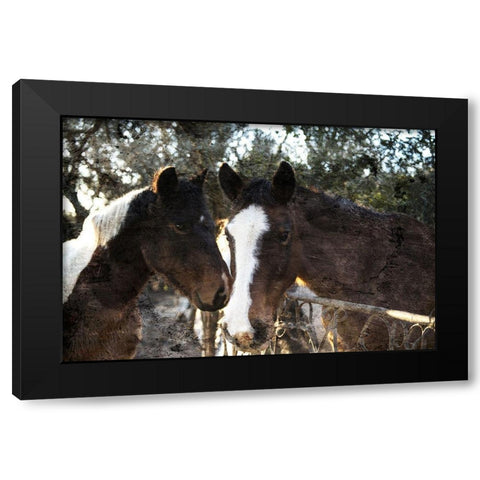 Horse Looks Black Modern Wood Framed Art Print with Double Matting by Villa, Mlli