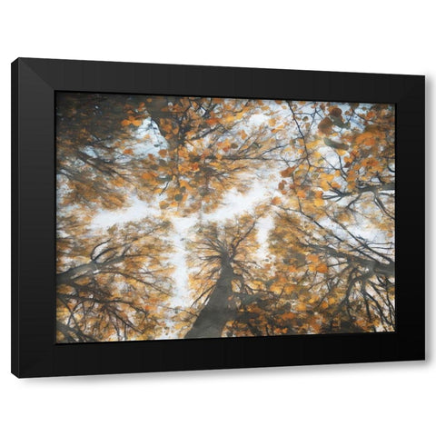 Look Up In The Forest Black Modern Wood Framed Art Print by Villa, Mlli