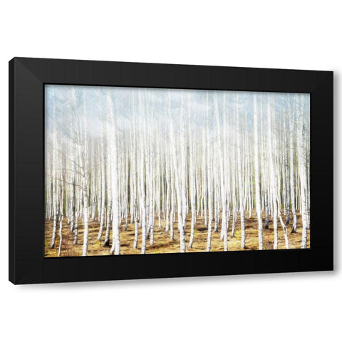 Birch In The Woods Black Modern Wood Framed Art Print with Double Matting by Villa, Mlli