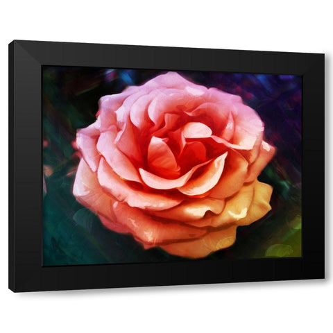 Bright Rose Black Modern Wood Framed Art Print by Villa, Mlli