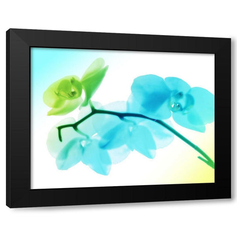 Electric Orchids Black Modern Wood Framed Art Print with Double Matting by Villa, Mlli