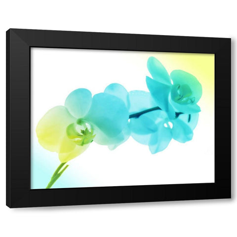Electric Orchids 2 Black Modern Wood Framed Art Print by Villa, Mlli