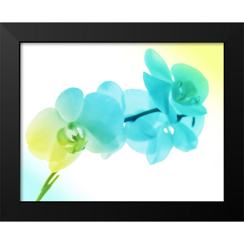 Electric Orchids 2 Black Modern Wood Framed Art Print by Villa, Mlli