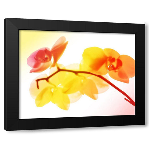 Sunny Electric Orchids Black Modern Wood Framed Art Print by Villa, Mlli
