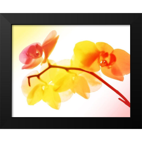 Sunny Electric Orchids Black Modern Wood Framed Art Print by Villa, Mlli