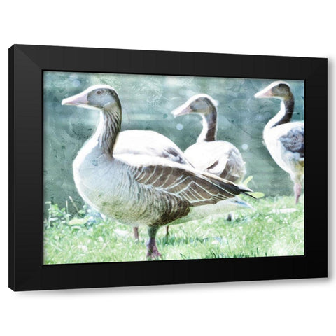 Goose Crew Black Modern Wood Framed Art Print by Villa, Mlli