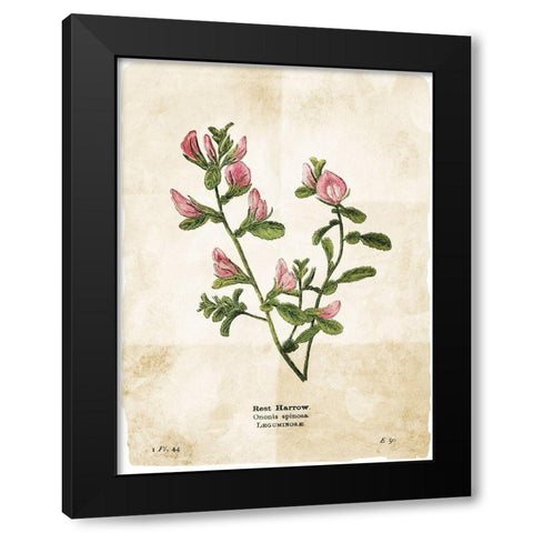 Flower Page Black Modern Wood Framed Art Print with Double Matting by Villa, Mlli