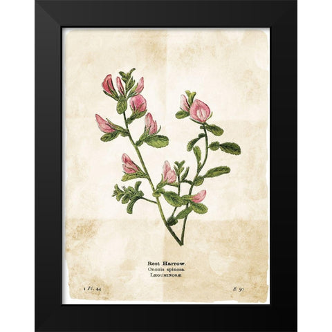 Flower Page Black Modern Wood Framed Art Print by Villa, Mlli