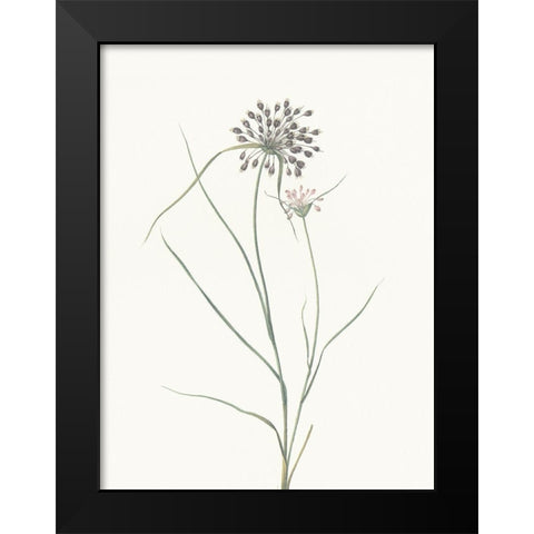 Sprout Black Modern Wood Framed Art Print by Villa, Mlli