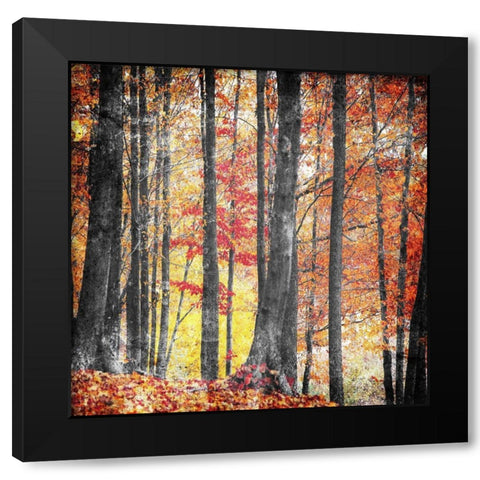 Fall In The Woods Black Modern Wood Framed Art Print with Double Matting by Villa, Mlli