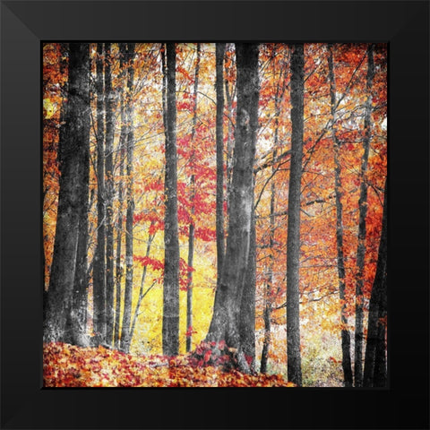 Fall In The Woods Black Modern Wood Framed Art Print by Villa, Mlli