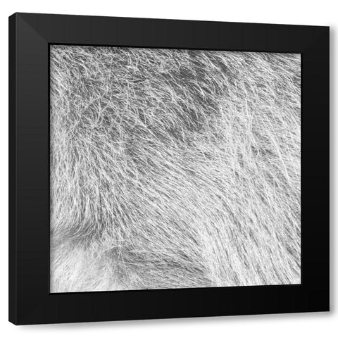 Silver Fur Black Modern Wood Framed Art Print by Villa, Mlli