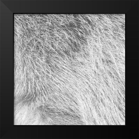 Silver Fur Black Modern Wood Framed Art Print by Villa, Mlli
