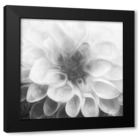 Past Flower Black Modern Wood Framed Art Print with Double Matting by Villa, Mlli