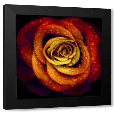 Bright Wet Rose Black Modern Wood Framed Art Print by Villa, Mlli