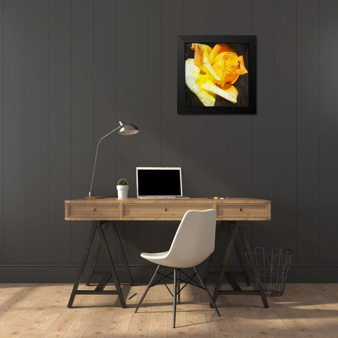 Yellow Rose Black Modern Wood Framed Art Print by Villa, Mlli