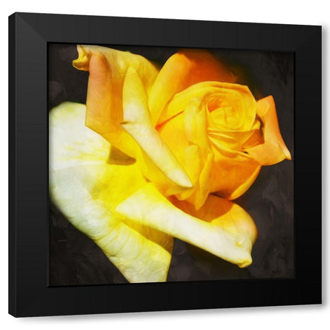 Yellow Rose Black Modern Wood Framed Art Print by Villa, Mlli