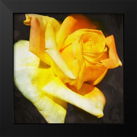 Yellow Rose Black Modern Wood Framed Art Print by Villa, Mlli