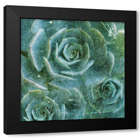 Three Succulents Black Modern Wood Framed Art Print by Villa, Mlli