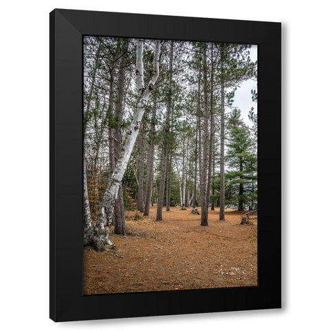Wood Land Black Modern Wood Framed Art Print with Double Matting by Orlando
