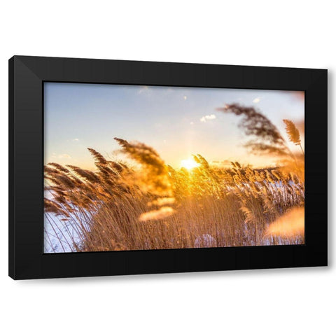 Marsh Grass Black Modern Wood Framed Art Print with Double Matting by Orlando