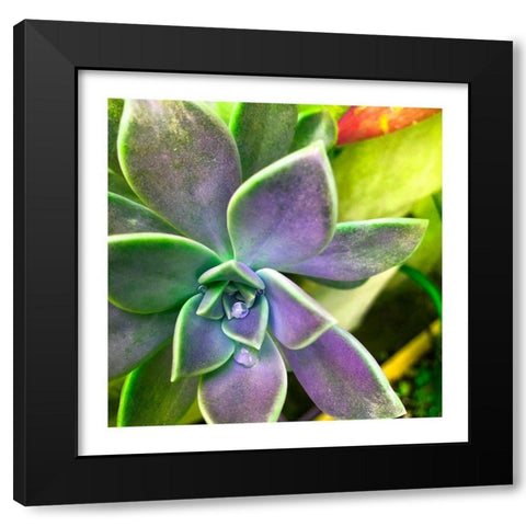 Succulent Dawn 1 Black Modern Wood Framed Art Print with Double Matting by Pearson, Debbie