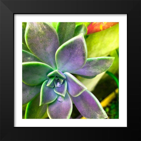 Succulent Dawn 1 Black Modern Wood Framed Art Print by Pearson, Debbie