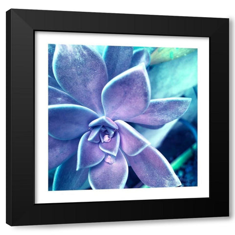 Succulent Dawn 2 Black Modern Wood Framed Art Print with Double Matting by Pearson, Debbie