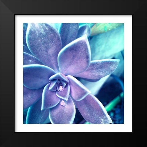 Succulent Dawn 2 Black Modern Wood Framed Art Print by Pearson, Debbie