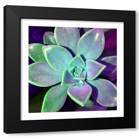 Succulent Dawn 3 Black Modern Wood Framed Art Print by Pearson, Debbie