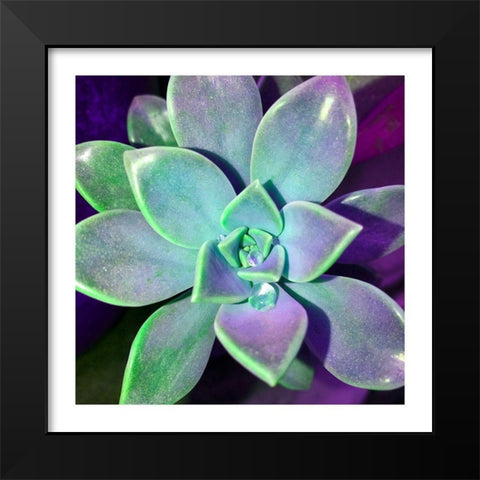 Succulent Dawn 3 Black Modern Wood Framed Art Print by Pearson, Debbie